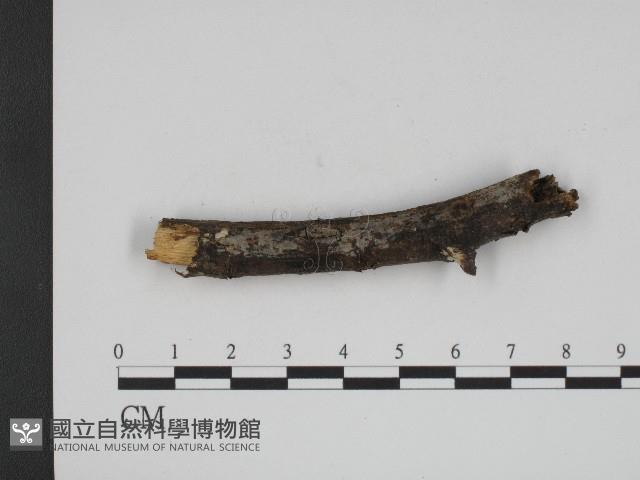 登錄號:F0004210藏品圖，第3張