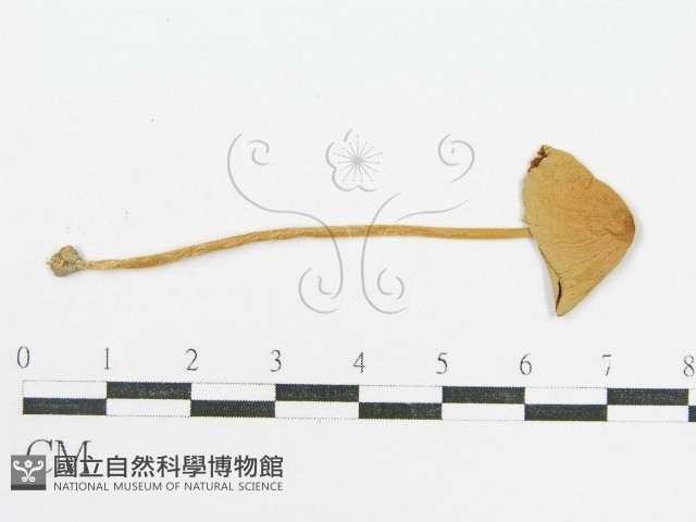 登錄號:F0014210藏品圖，第3張
