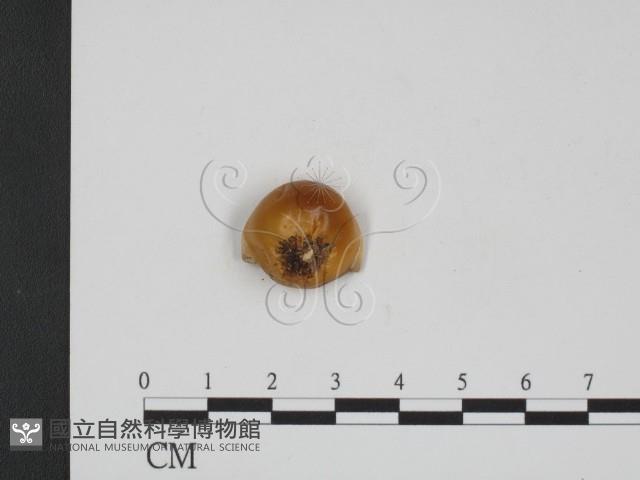 登錄號:F0002210藏品圖，第3張