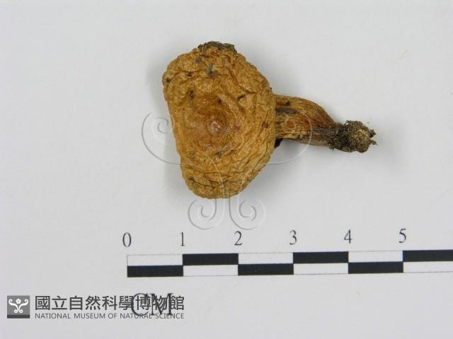 乳菇屬藏品圖，第3張