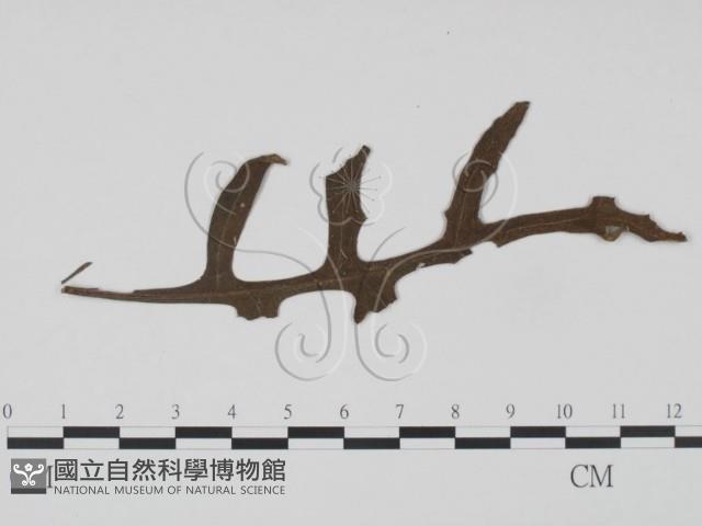 登錄號:F0019210藏品圖，第3張