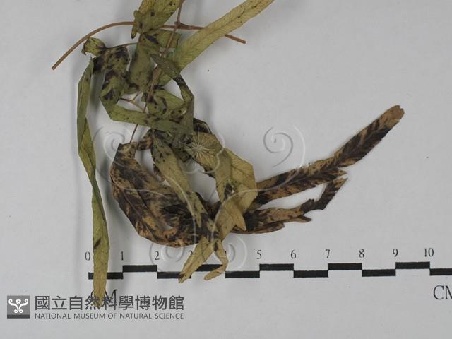 登錄號:F0028810藏品圖，第1張