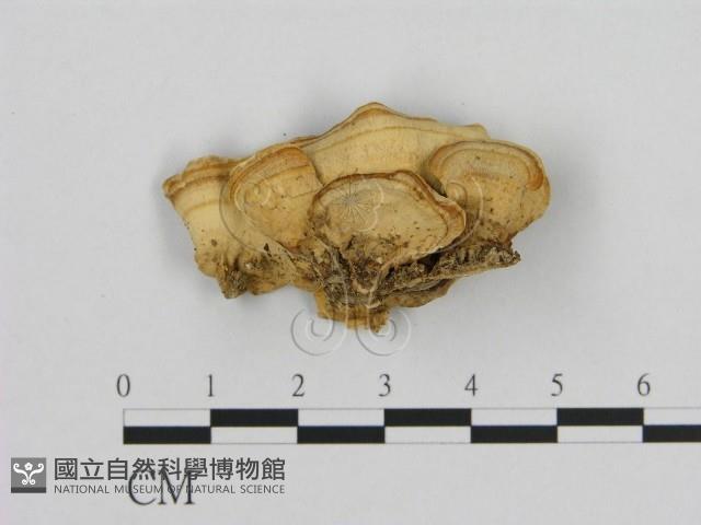 登錄號:F0020810藏品圖，第3張