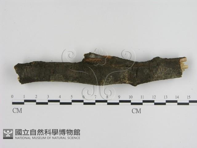 刺革菌屬藏品圖，第3張