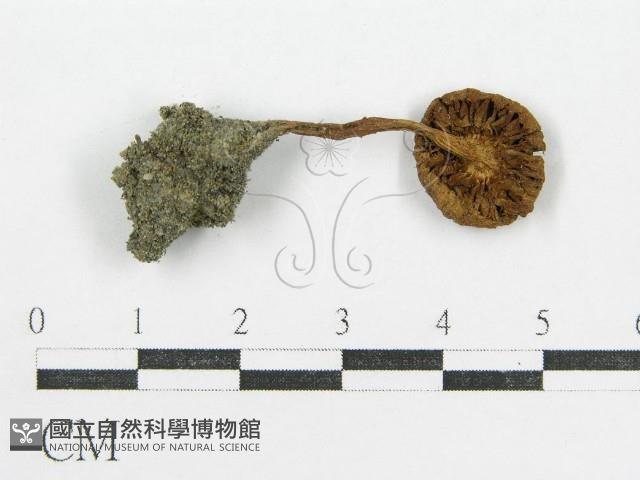登錄號:F0004810藏品圖，第1張