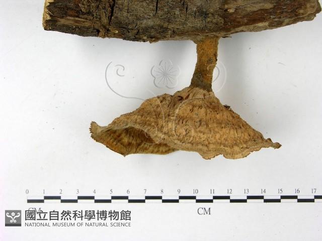 優雅波邊革菌藏品圖，第3張