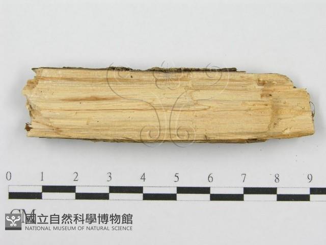 筍殼菌屬藏品圖，第3張