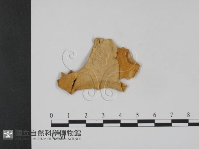 登錄號:F0007810藏品圖，第3張
