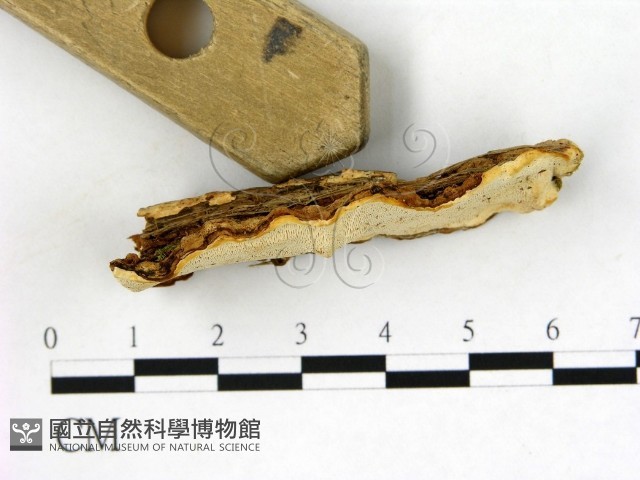 登錄號:F0005810藏品圖，第3張