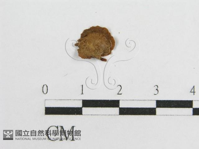 微皮傘屬藏品圖，第3張