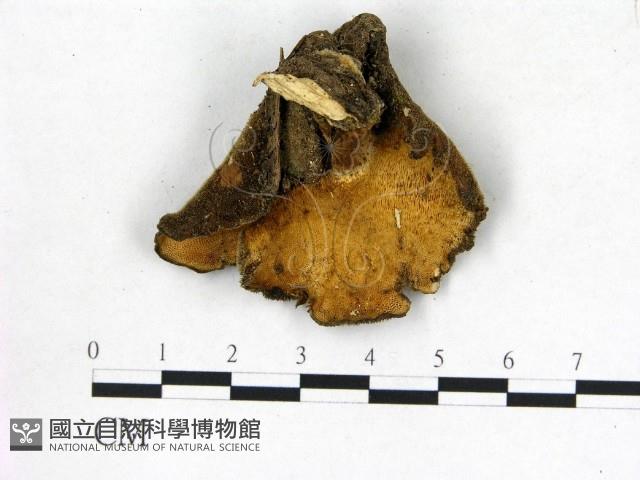 登錄號:F0019810藏品圖，第3張