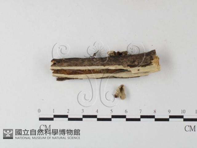 登錄號:F0023810藏品圖，第3張