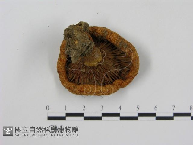 乳菇屬藏品圖，第3張
