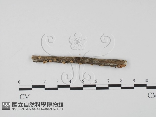 登錄號:F0013810藏品圖，第3張