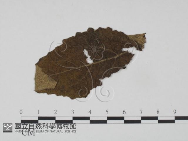 登錄號:F0018910藏品圖，第3張