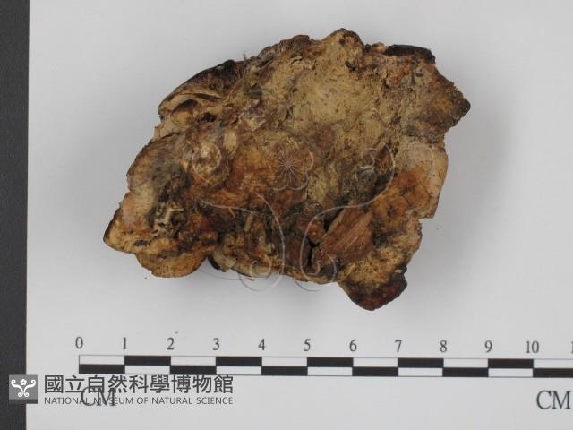 登錄號:F0020910藏品圖，第3張