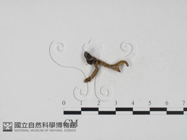 炭角菌屬藏品圖，第3張