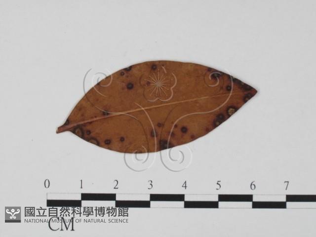 登錄號:F0011910藏品圖，第3張