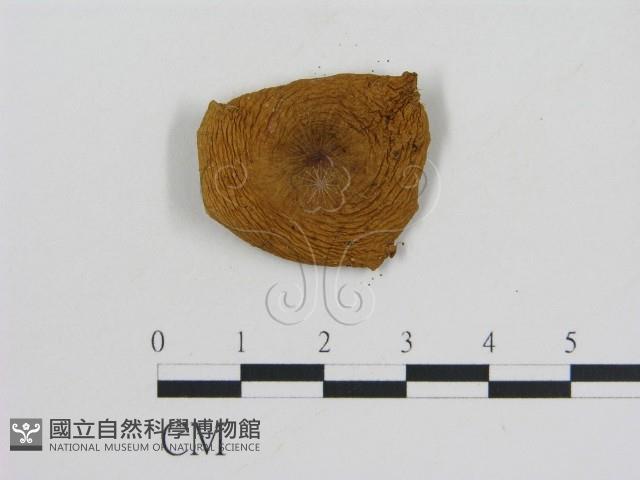 乳菇屬藏品圖，第3張