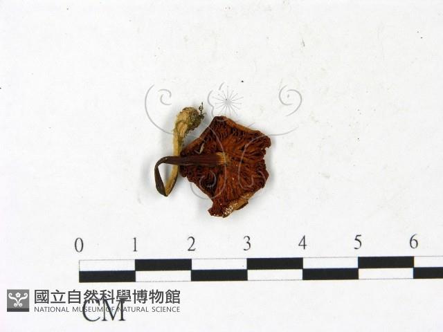 登錄號:F0022910藏品圖，第3張