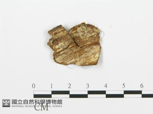 登錄號:F0002910藏品圖，第3張