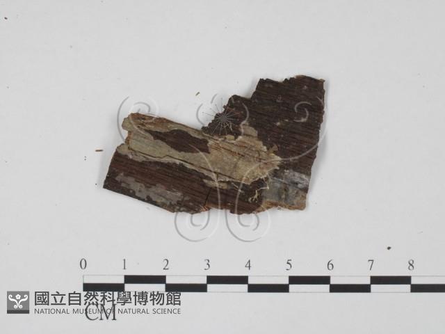 登錄號:F0012910藏品圖，第3張