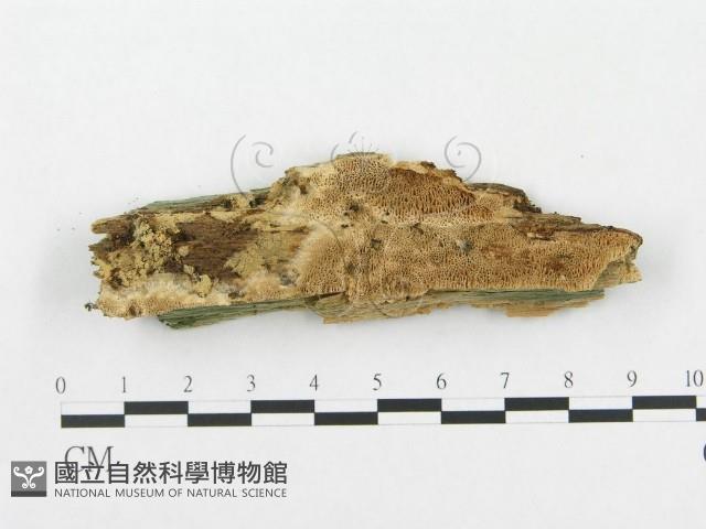 登錄號:F0005910藏品圖，第3張