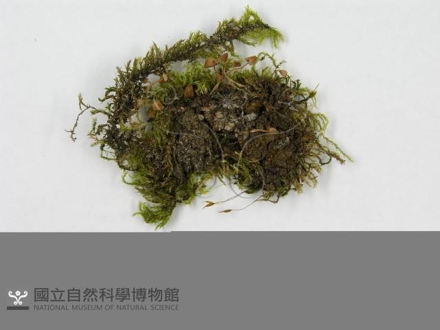 登錄號:F0015910藏品圖，第3張