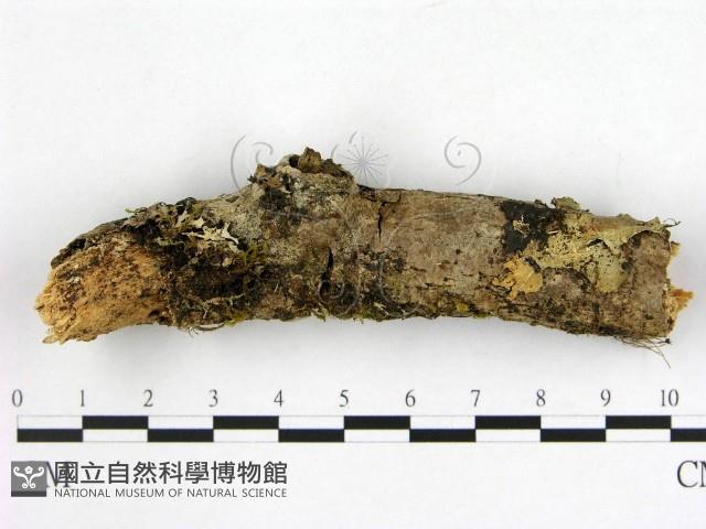 登錄號:F0009910藏品圖，第3張