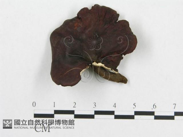 登錄號:F0019910藏品圖，第1張