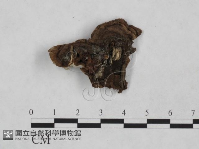 登錄號:F0023910藏品圖，第3張