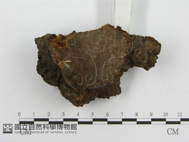 登錄號:F0010610藏品圖，第3張