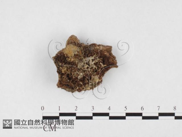 阿太菌屬藏品圖，第3張