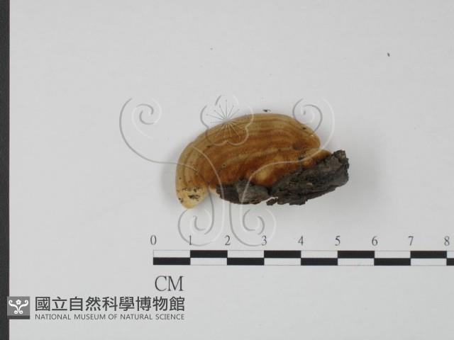 登錄號:F0006610藏品圖，第3張