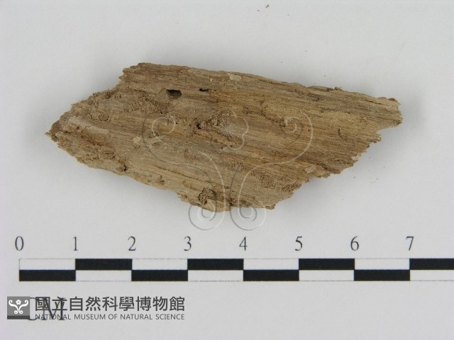 登錄號:F0016610藏品圖，第3張