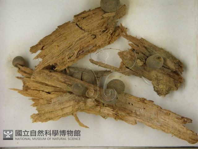 登錄號:F0021610藏品圖，第3張