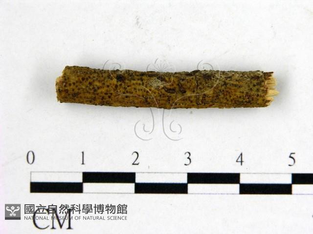 登錄號:F0011610藏品圖，第3張