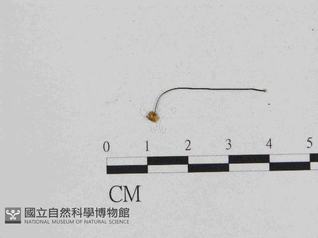 小皮傘屬藏品圖，第3張