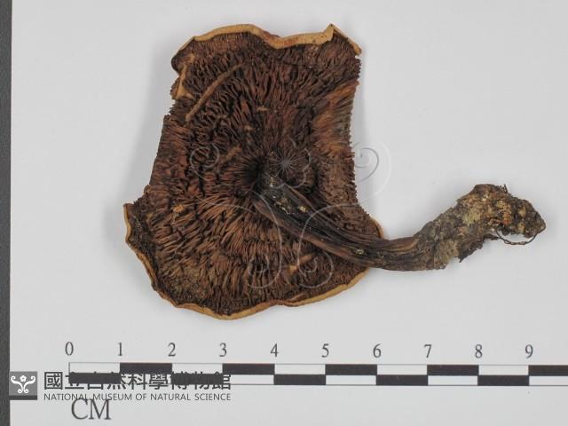 登錄號:F0002610藏品圖，第3張