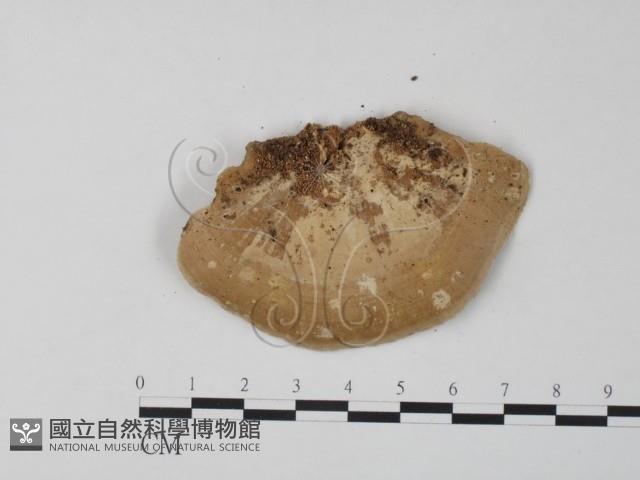 栓菌屬藏品圖，第3張