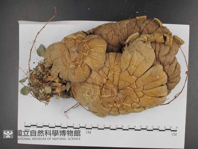 登錄號:F0007610藏品圖，第3張