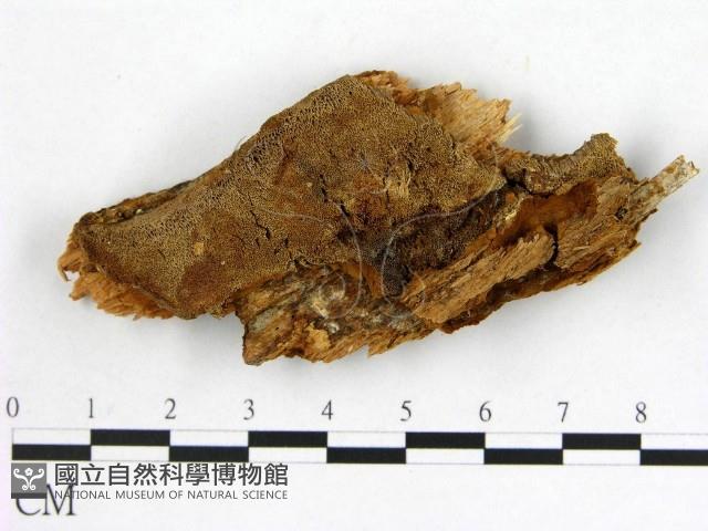 登錄號:F0017610藏品圖，第1張