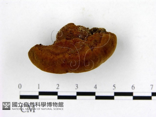 登錄號:F0005610藏品圖，第3張