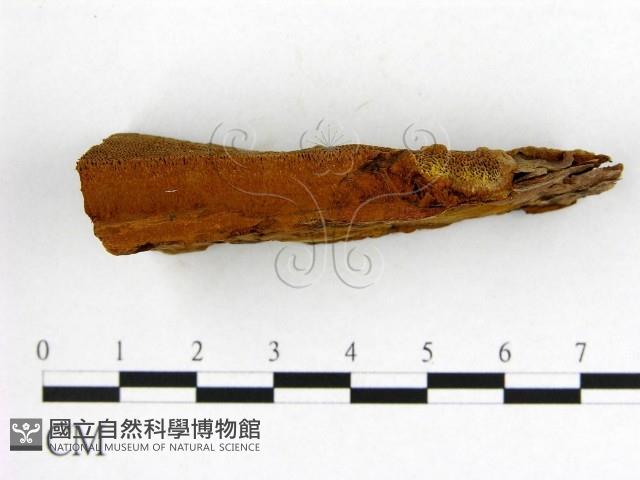 登錄號:F0009610藏品圖，第3張