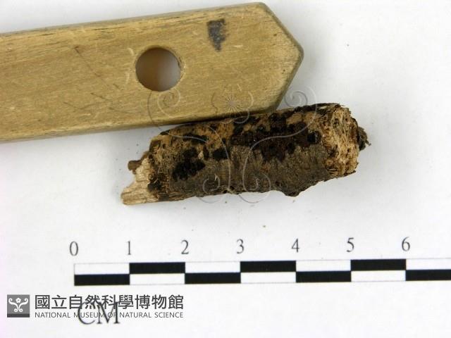 登錄號:F0019610藏品圖，第3張