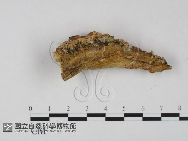 登錄號:F0023610藏品圖，第3張