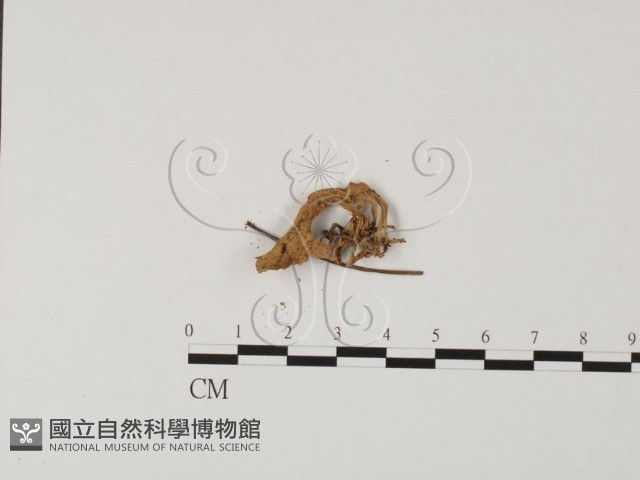 登錄號:F0013610藏品圖，第3張