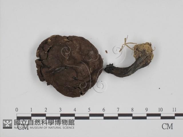 登錄號:F0008410藏品圖，第3張