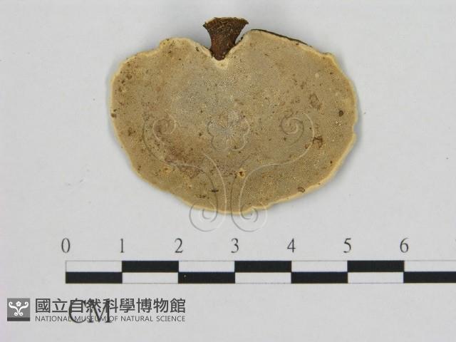 小孔菌屬藏品圖，第3張