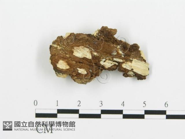 煙管菌藏品圖，第3張